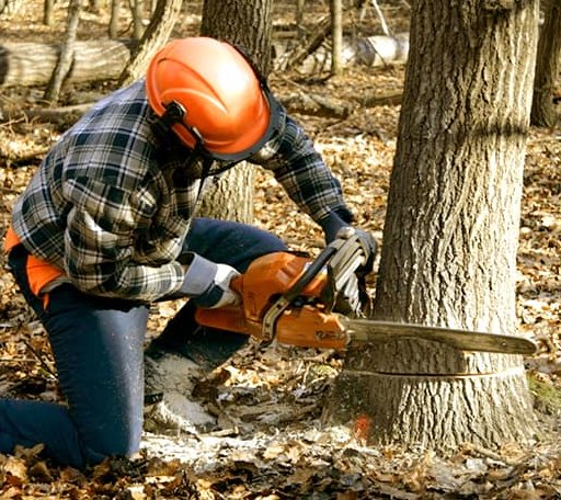 Tree Removal in Goodells, MI